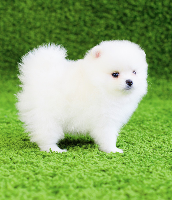 子犬の白ポメラニアン