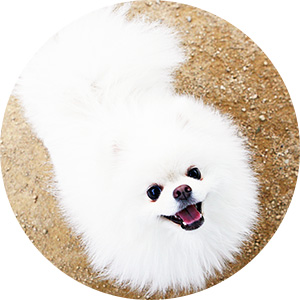 綿のようにふわふわ