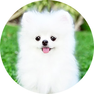 純白のスノーホワイト