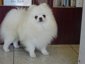 ポメラニアン　白